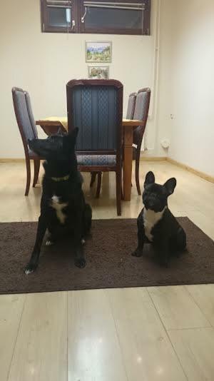 Apartment Comeback Zagreb Bagian luar foto